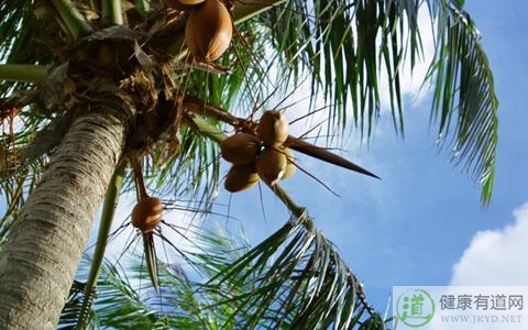 椰子皮能吃嗎
