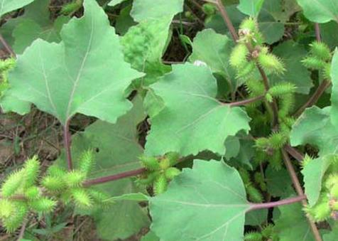 路邊野菜別輕易吃 如何識別有毒野菜