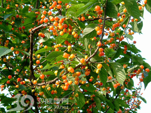 枸杞降糖真那麼神嗎？ 