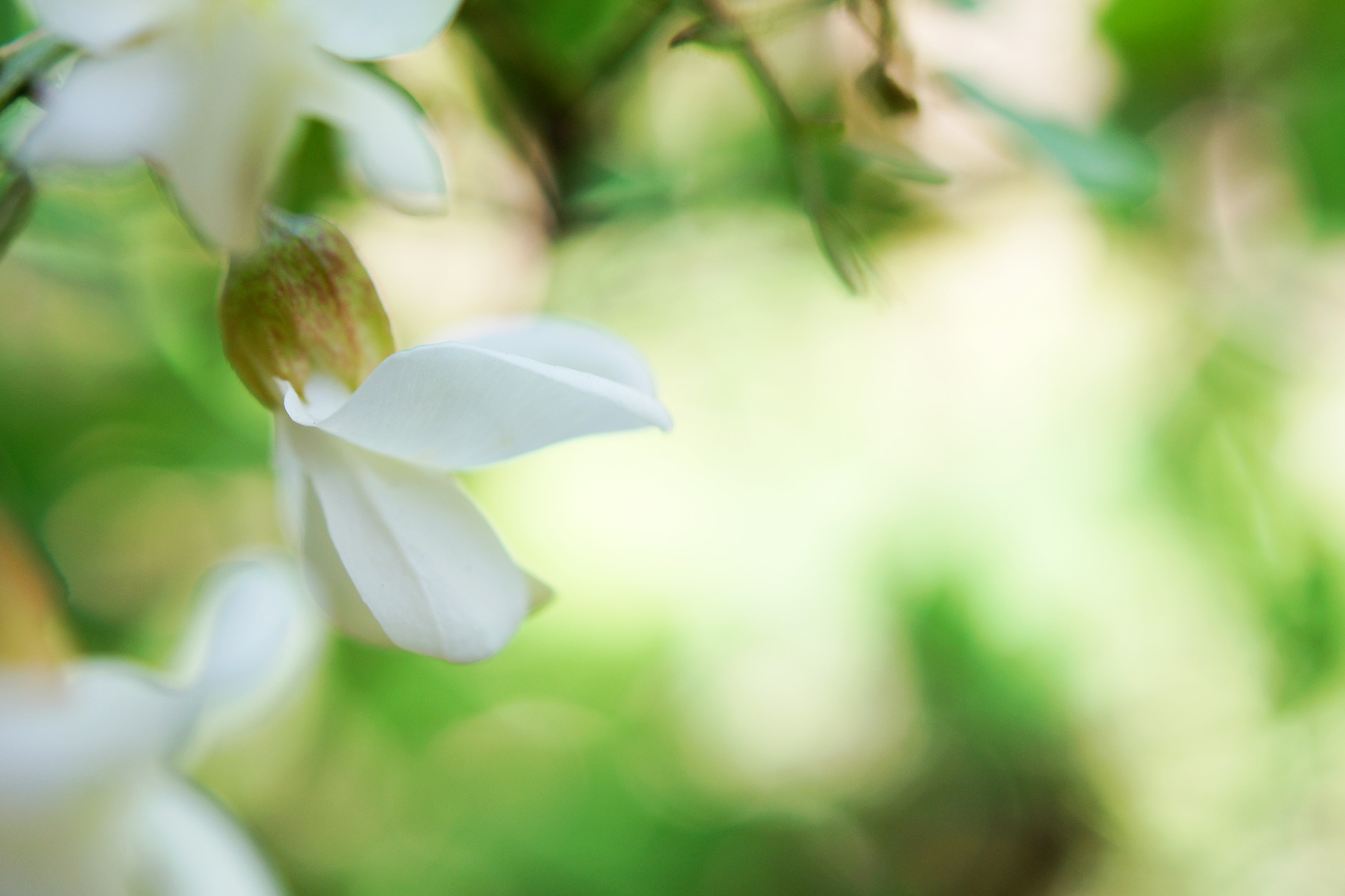 槐樹花怎麼吃