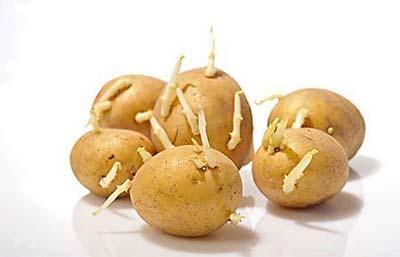 土豆發芽還能吃嗎