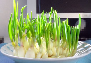 食物發芽後能不能吃？這些食物發芽後毒似砒霜