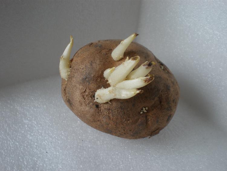 馬鈴薯發芽能吃嗎 