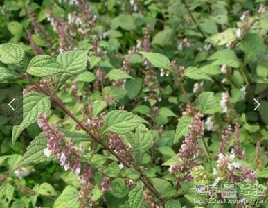 芥菜通便明目推薦幾種芥菜的做法