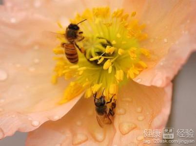 谷雨養生：注意防病，多食花粉蜂蜜