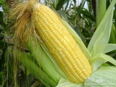 多吃新鮮玉米有利於健康