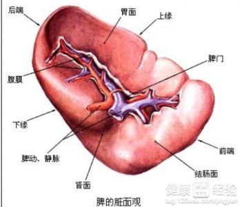 脾胃濕熱吃什麼水果好呢?