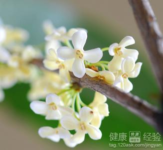 桂花茶補血除口臭桂花茶的兩款食療方