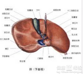 暴脾氣小心肝有病對症食療護好肝