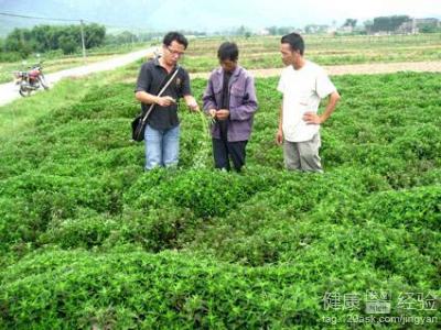 雞骨草的藥效與食療作用