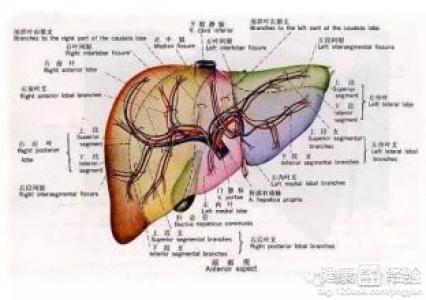 肝排毒不好怎麼調理?肝不好吃什麼有效