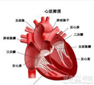 肥厚型心肌病可以吃什麼