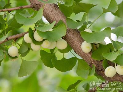 吃白果會中毒嗎白果食用方法