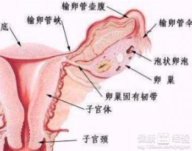 左側附件區囊性病嚴重嗎