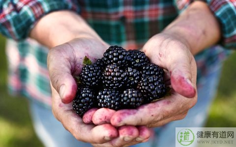 黑莓不能和什麼一起吃_黑莓和什麼相克