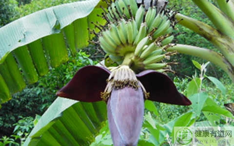 芭蕉不能和什麼一起吃_芭蕉和什麼相克