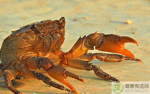 螃蟹不能和什麼一起吃_螃蟹和什麼相克