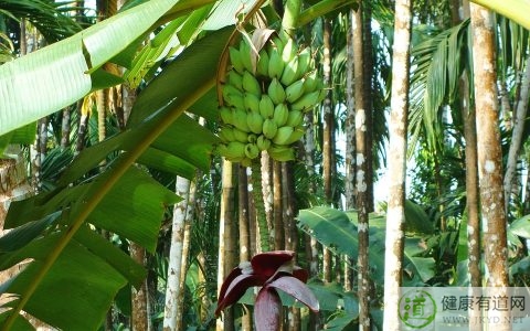 吃槟榔的好處和壞處