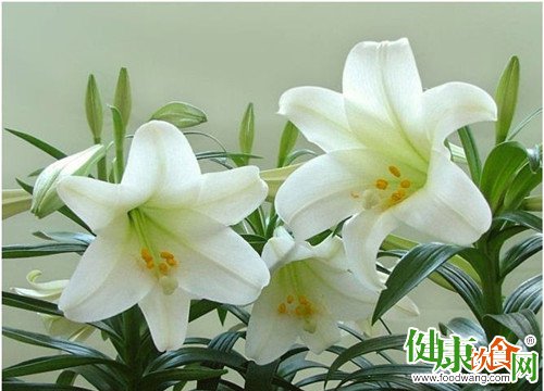 宜於秋季養生的藥食:百合