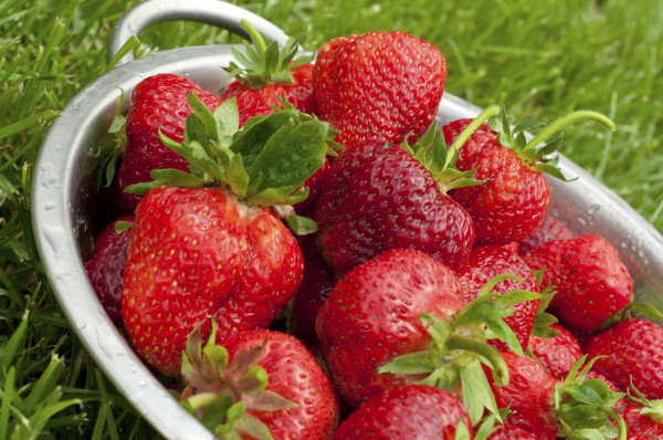 大個草莓真的含激素嗎？Nl.jpg